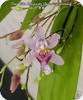 Oncidium Tsiku Marguerite CT Yearning